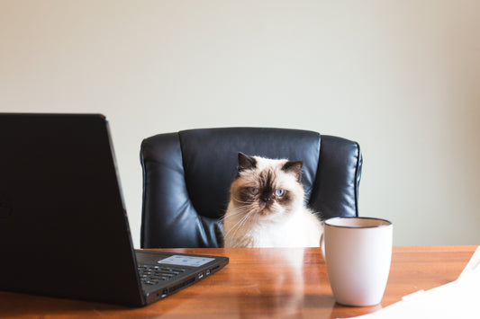 Keeping up with the Ancestry news